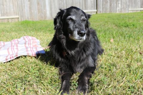 Roxy in the Sun